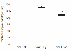 Ecdysterone repairs cartilage in joints