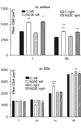 Ecdysterone gives rat mega-muscles